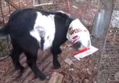 Curious Goat Gets Trapped in a Bag