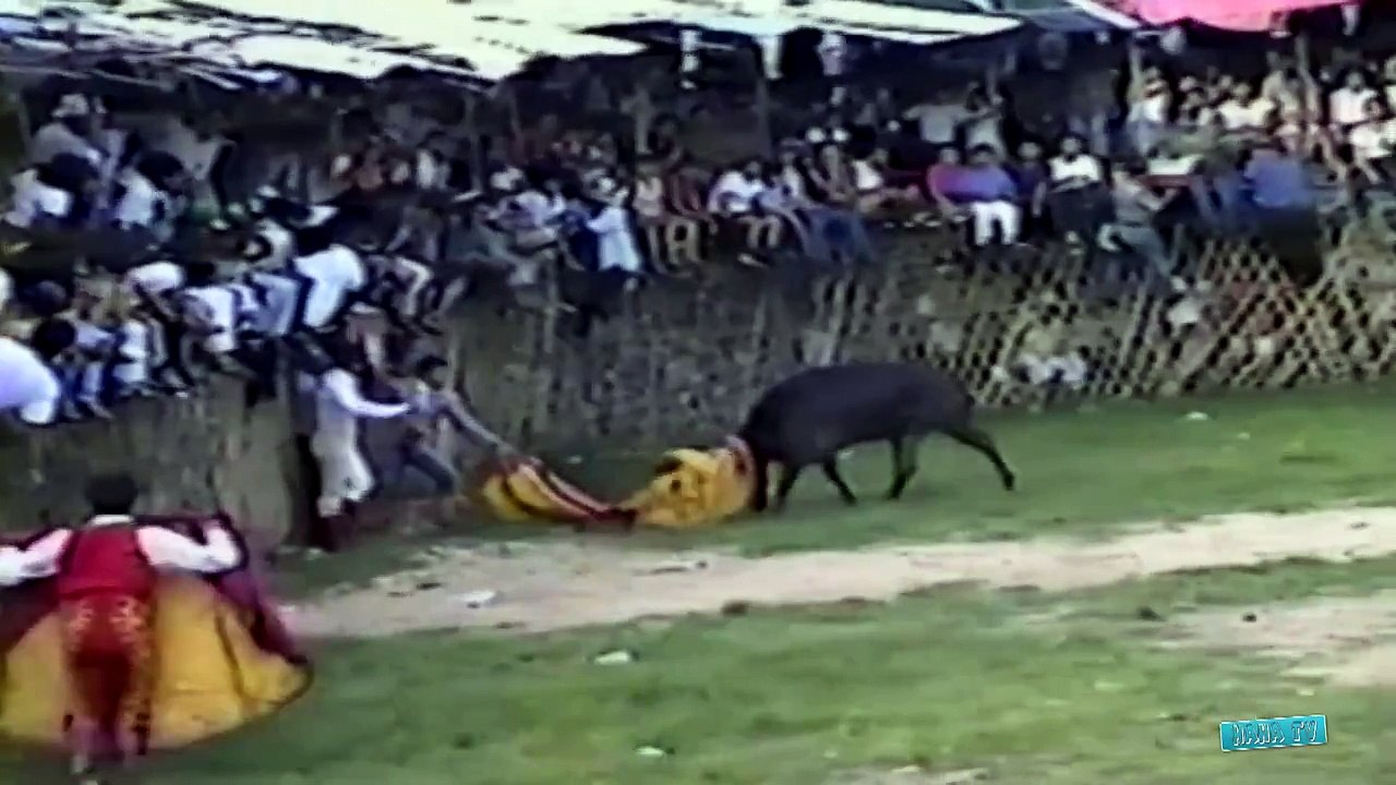 BULL FIGHTS Animal Attack Video Compilation