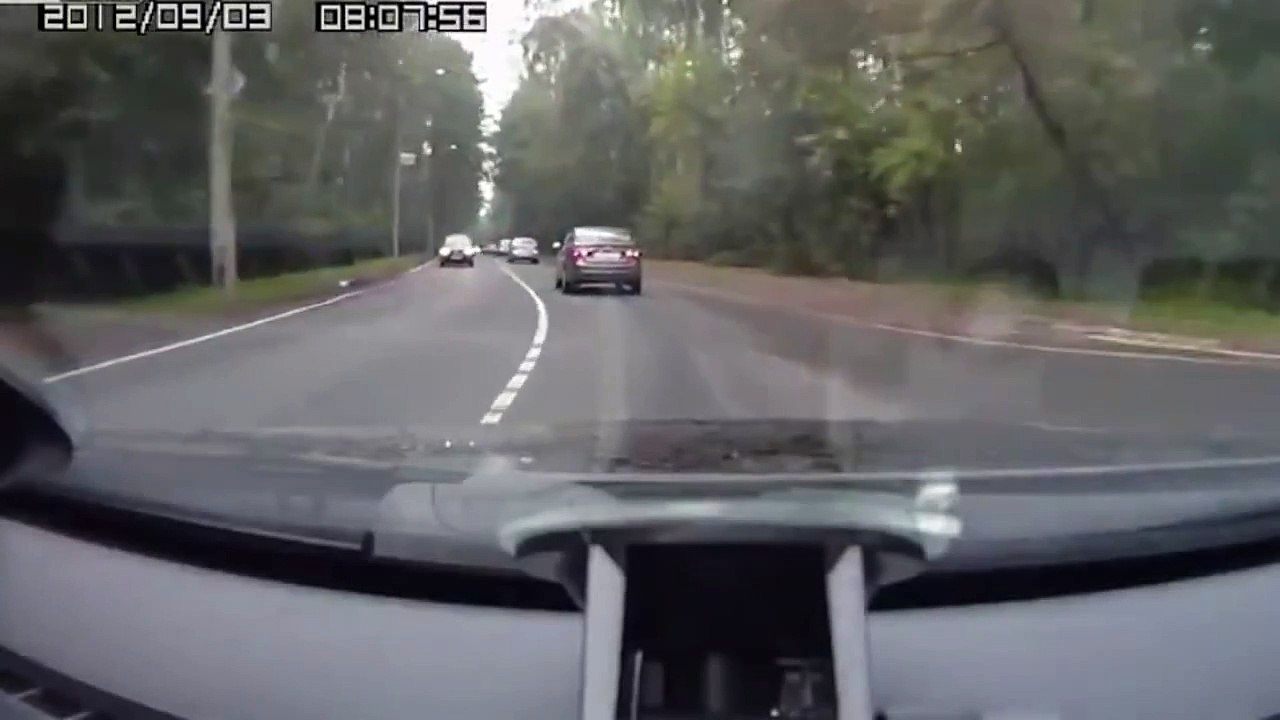 Dash Cam - Elk Surprise