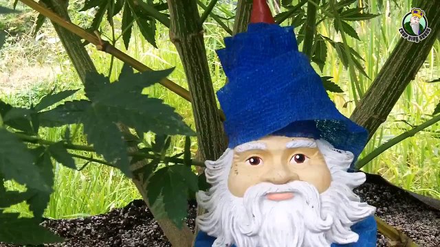 How Set up An Outdoor Cannabis Plant Trellis for Large Buds and Huge Marijuana Plants