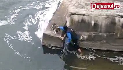 caine salvat dejeanul