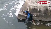 caine salvat dejeanul