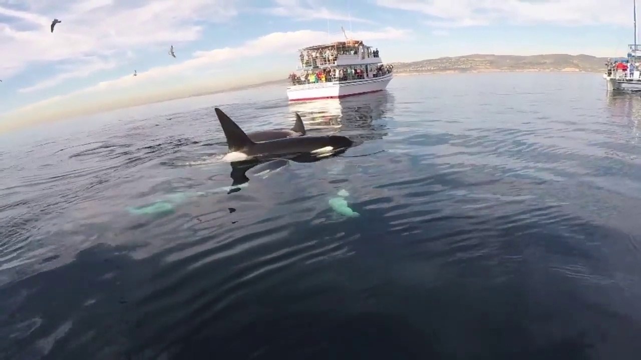 Pod of Killer whales swim so close to paddleboarder in California