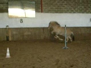 50 cm