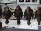 Monkey Dance Goes Viral