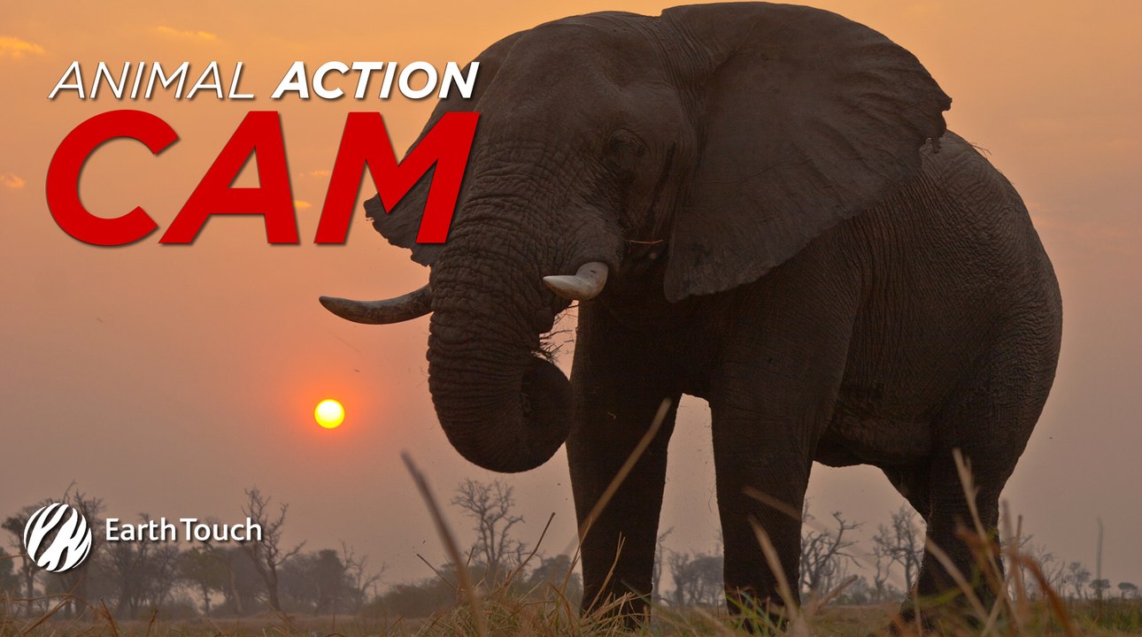 Elephant herd investigate GoPro