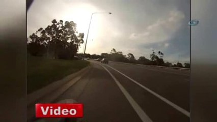 Aniden Yola Atlayan Kanguru Bisikletliyi Yere Düşürdü