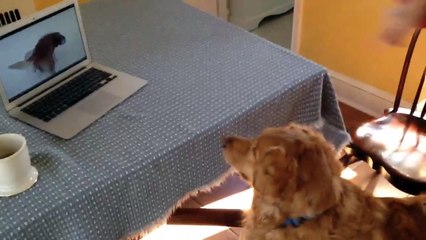 Dog Is Confused Or Using The Laptop