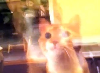 "I'm Just a Cat and I'm Doing Cat Stuff"