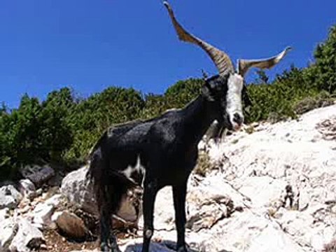 Funniest Prank Call To Baba Jee 4 Taveez HINDI _ URDU (MUST WATCH)