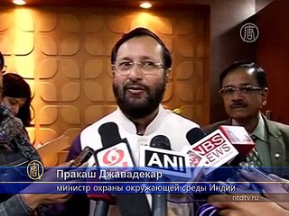 Диких тигров в Индии стало больше на 30%