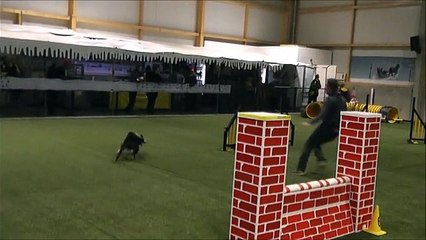 Heaven agility Wintercup 17 et 18 Janvier 2015