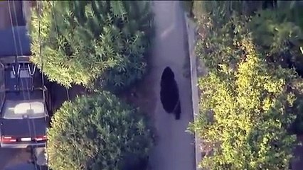 Un gars qui textote ne voit pas qu'il marche près d'un ours! Flippant...