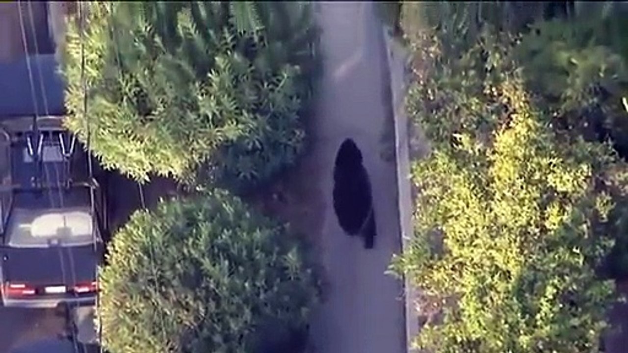 Un gars qui textote ne voit pas qu'il marche près d'un ours! Flippant...