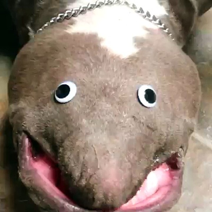 Drôle de chien !! WTF !!