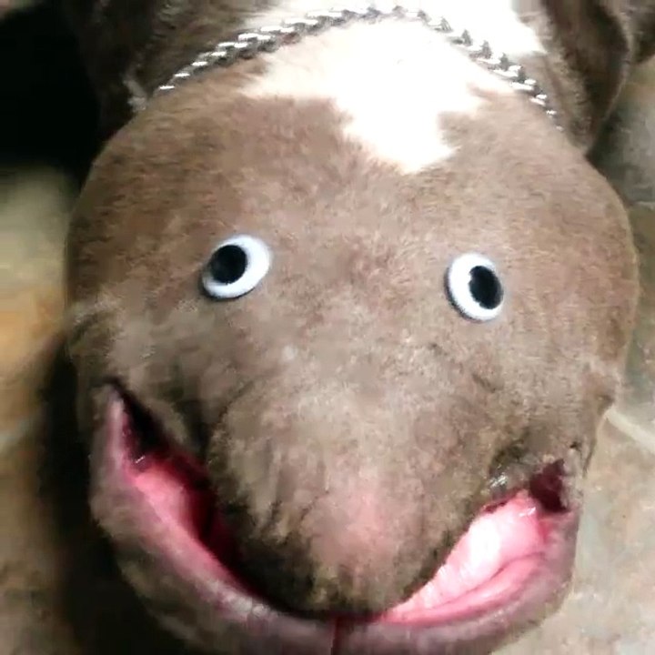 drôle de chien