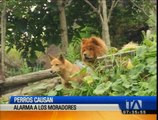 Perros causan alarma a los moradores la Ferroviaria Media, en el sur de Quito