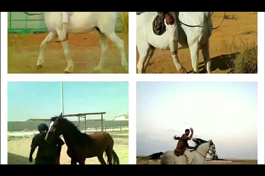 Riding Horses ( Arabian Riding )