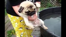 Funny Animal Videos - Over 13 Minutes Of Hilarious And Cute Animal Moments