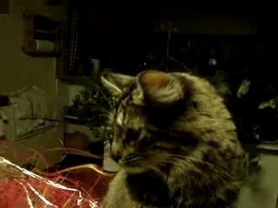 Frimousse et la mouche