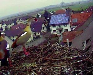 21.01.15  Visite des oies du Nil / Nilgänsebesuch