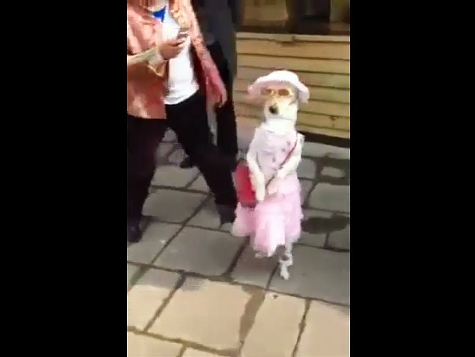 Dog or Princess?