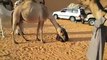 See what happened from this camel While reading the Quran