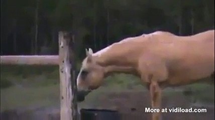 Korkunun bu kadarı. çok enteresan