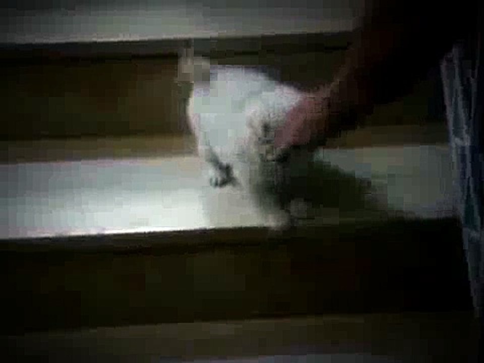 Puppy teaching Puppy to go down stairs! SO cute! - ORIGINAL VIDEO! (from owner)
