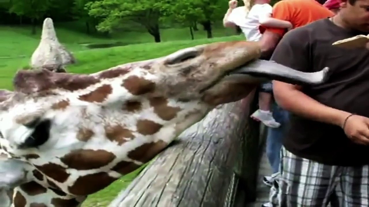 Amazing Giraffe Facts