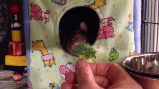 Le rat qui n'aime pas les brocolis