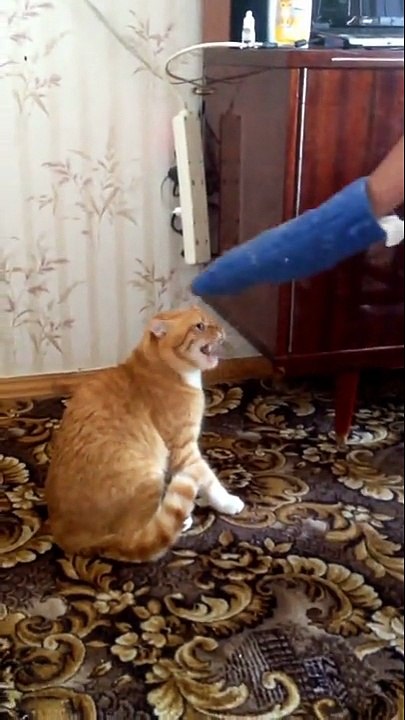 Crazy Cat Strikes back