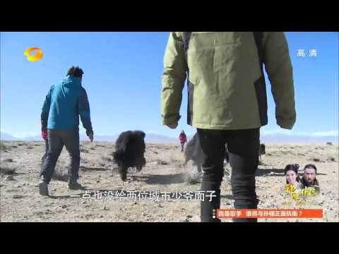 《变形计》看点 X-change 12/22 Recap: 熊孩子高原斗牛骑绵羊-Kids Play With Sheep 【湖南卫视官方版】