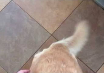 Robotic Dog's Tail Works Like a Motor