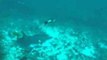 Diver Encounters Shark Cleaning Station