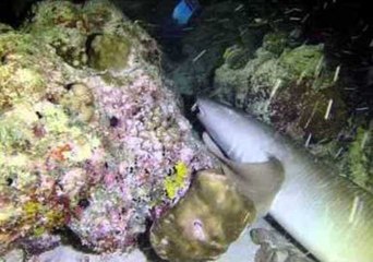 Hundreds of Sharks Travel Through Dark Underwater World