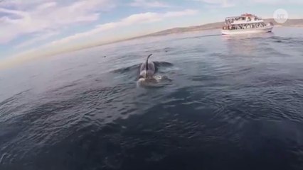 Watch This Paddleboarder Swim With Killer Whales