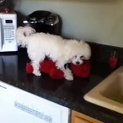 (Puppy) Caught red handed lol (HAHAHAHAHAH)