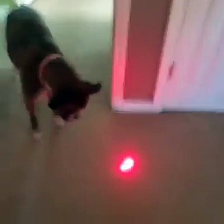 A dog's worst enemy EVER