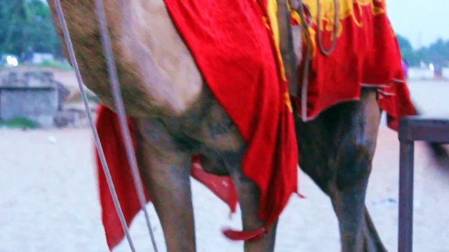 Alleppey Beach (Alappuzha) - Kerala, India 2014