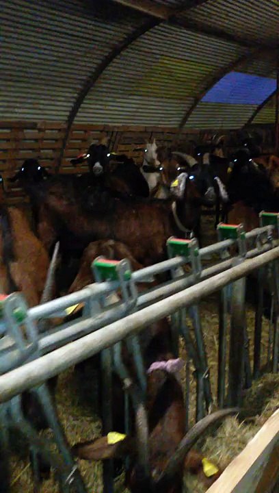 Les chèvres de la ferme