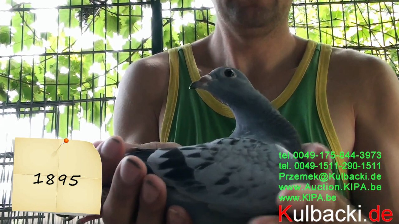 20 original young pigeons 2014 for sale, Prange,Schellens,Grondelaers,De Klak Verbarth