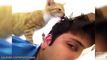 Kedilerin Sahiplerini Uyandırma Sanatı