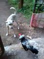 Angry Cock attacks Dog Funny Clip