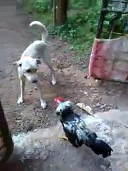 Angry Cock attacks Dog Funny Clip