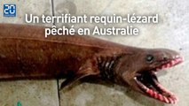 Un terrifiant requin-lézard pêché en Australie