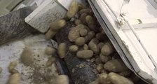 Patates Kızartmalarının Yapılış Aşaması