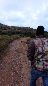 épagneul 4 mois chasse le faisan