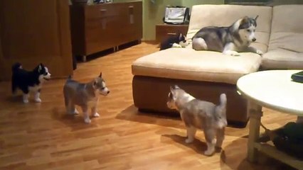 Une maman Husky apprend à ses bébés à jouer