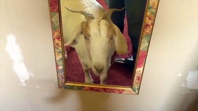 inception goat discovers self in mirror